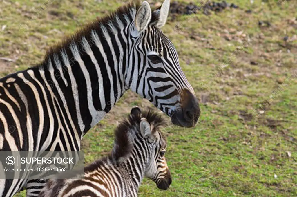 Zebras, Western Plains Zoo, Dubbo, New South Wales, Australia   