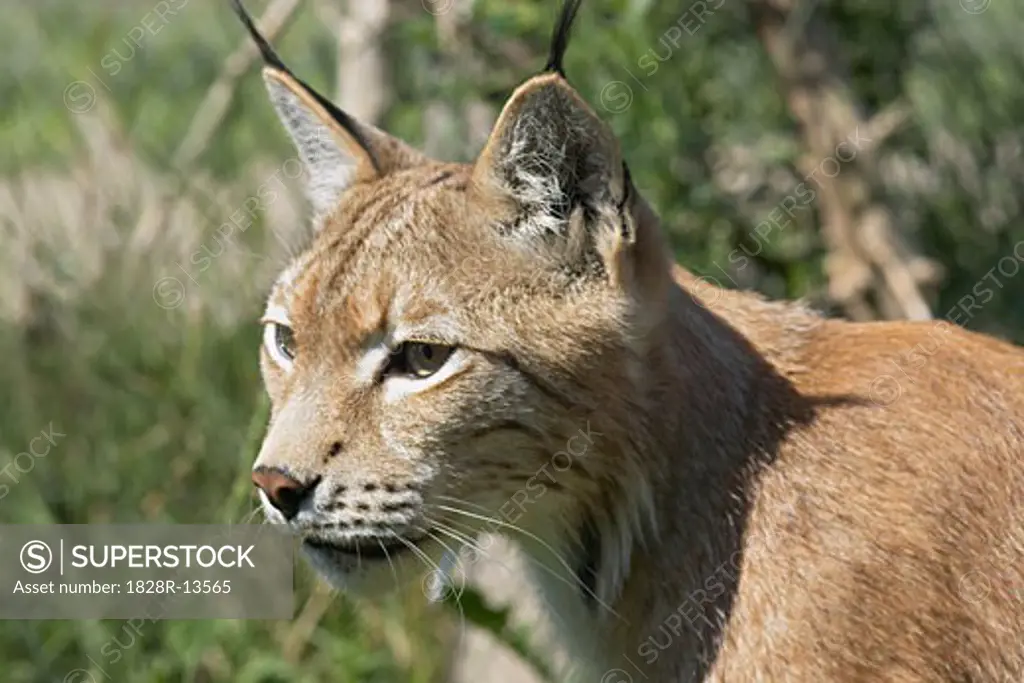 Lynx Portrait   
