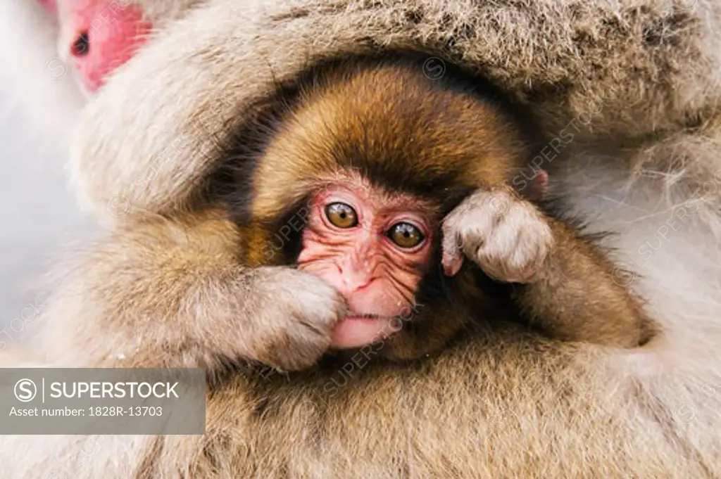 Portrait of Baby Japanese Macaque   