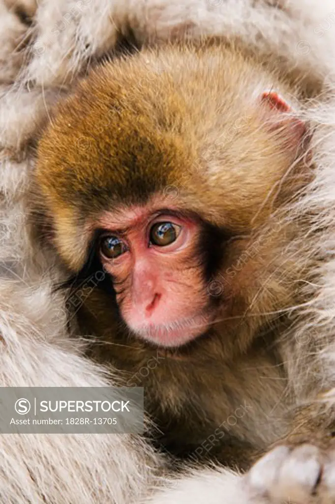 Portrait of Baby Japanese Macaque   