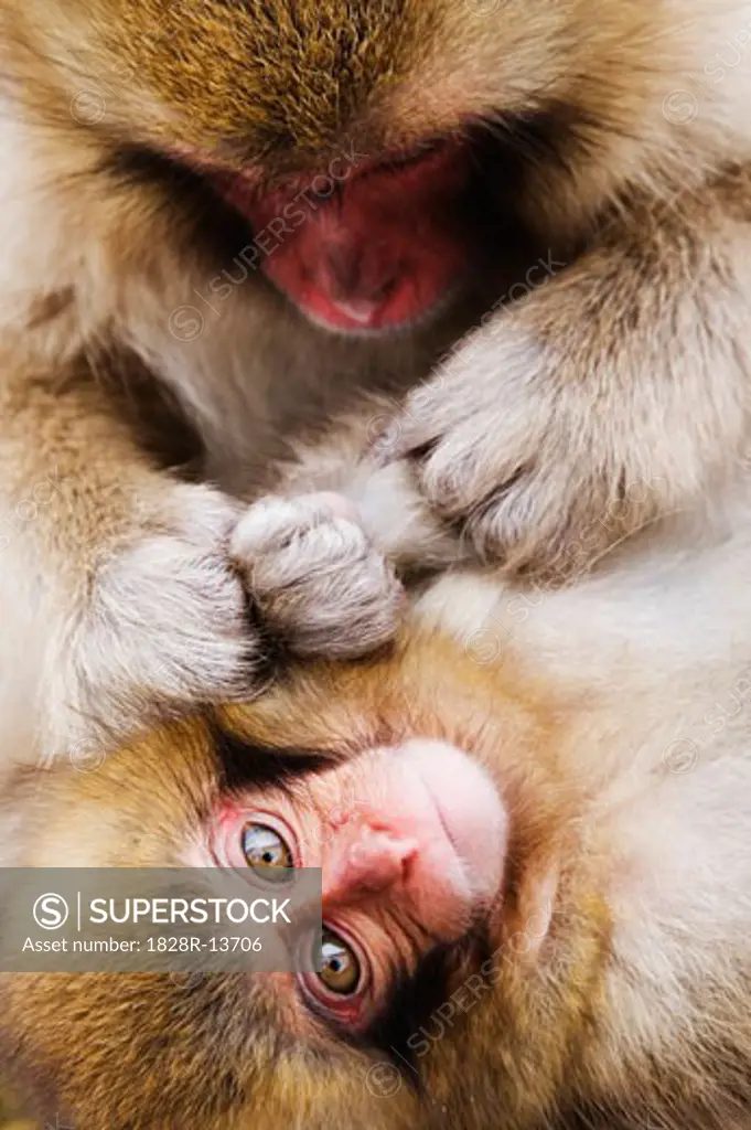 Mother Japanese Macaque Grooming Baby   