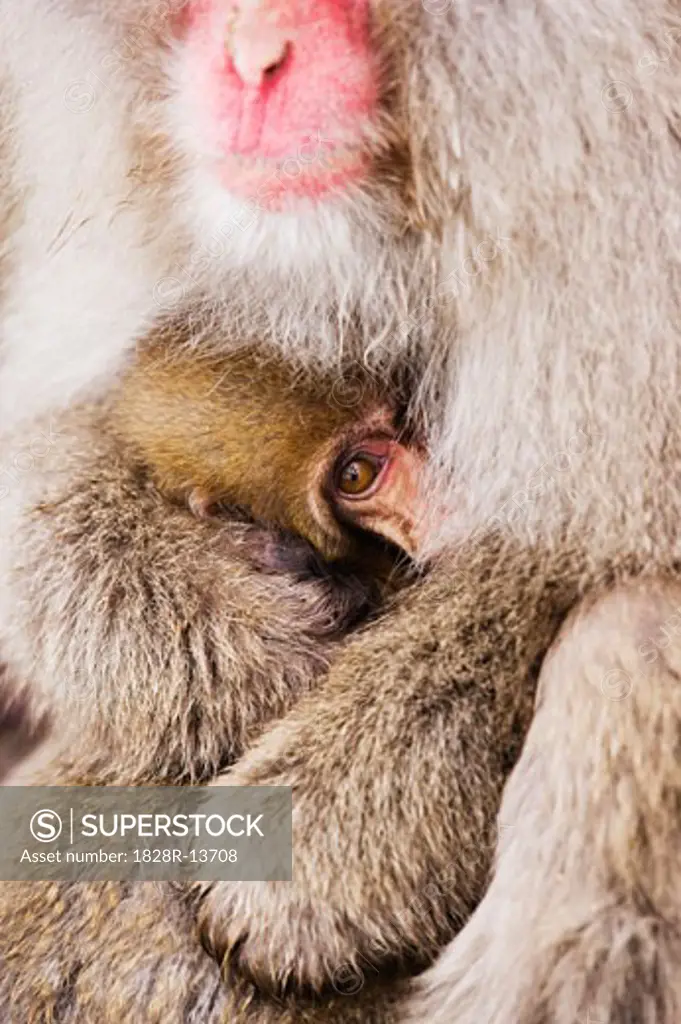 Mother and Baby Japanese Macaque   