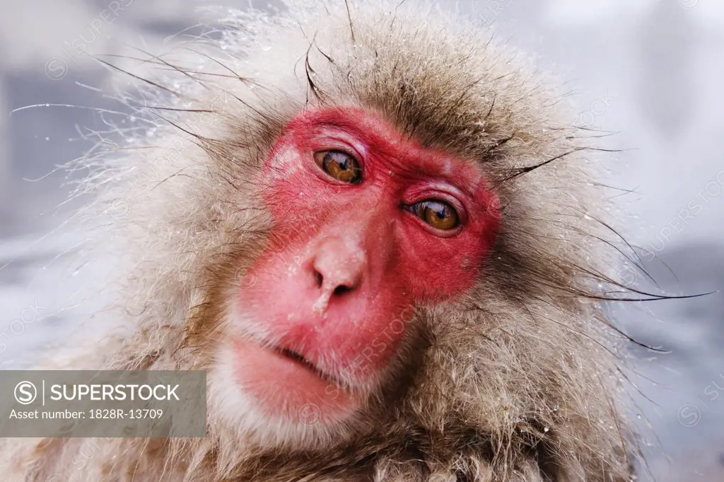 Portrait of Japanese Macaque   
