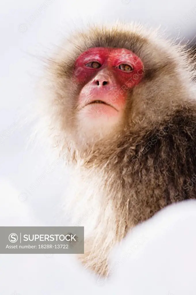 Portrait of Japanese Macaque   