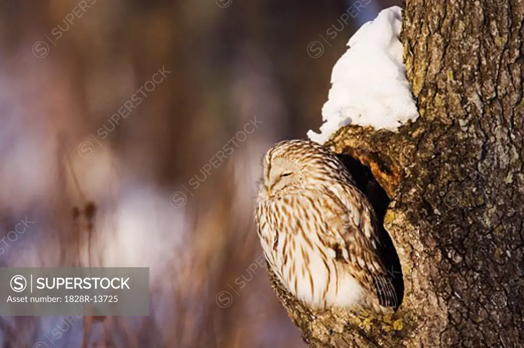 Ural Owl in Tree   