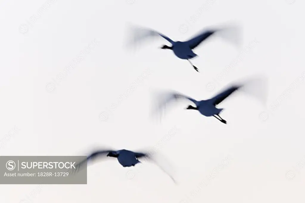 Red-crowned Cranes in Flight   