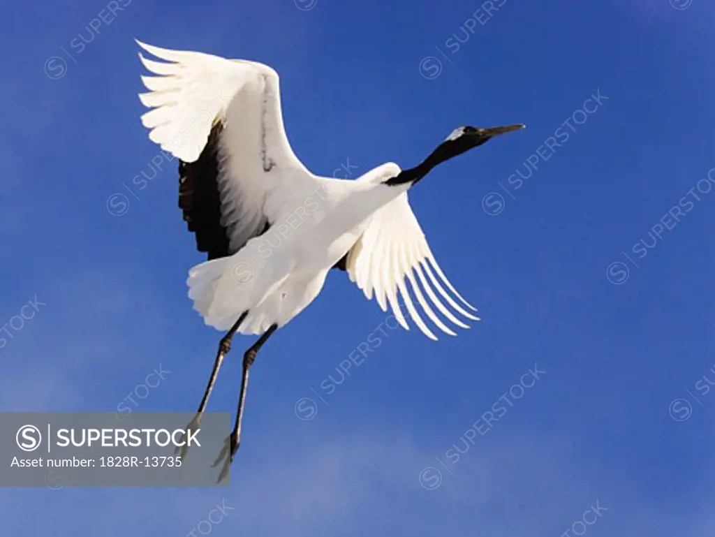 Red-crowned Crane in Flight   