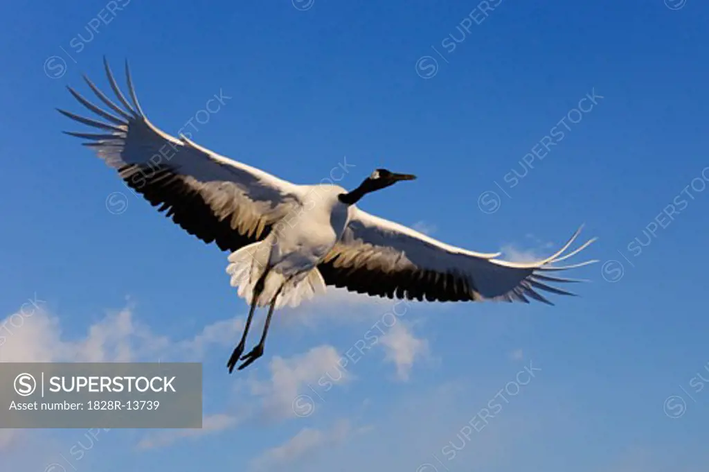 Red-crowned Crane in Flight   