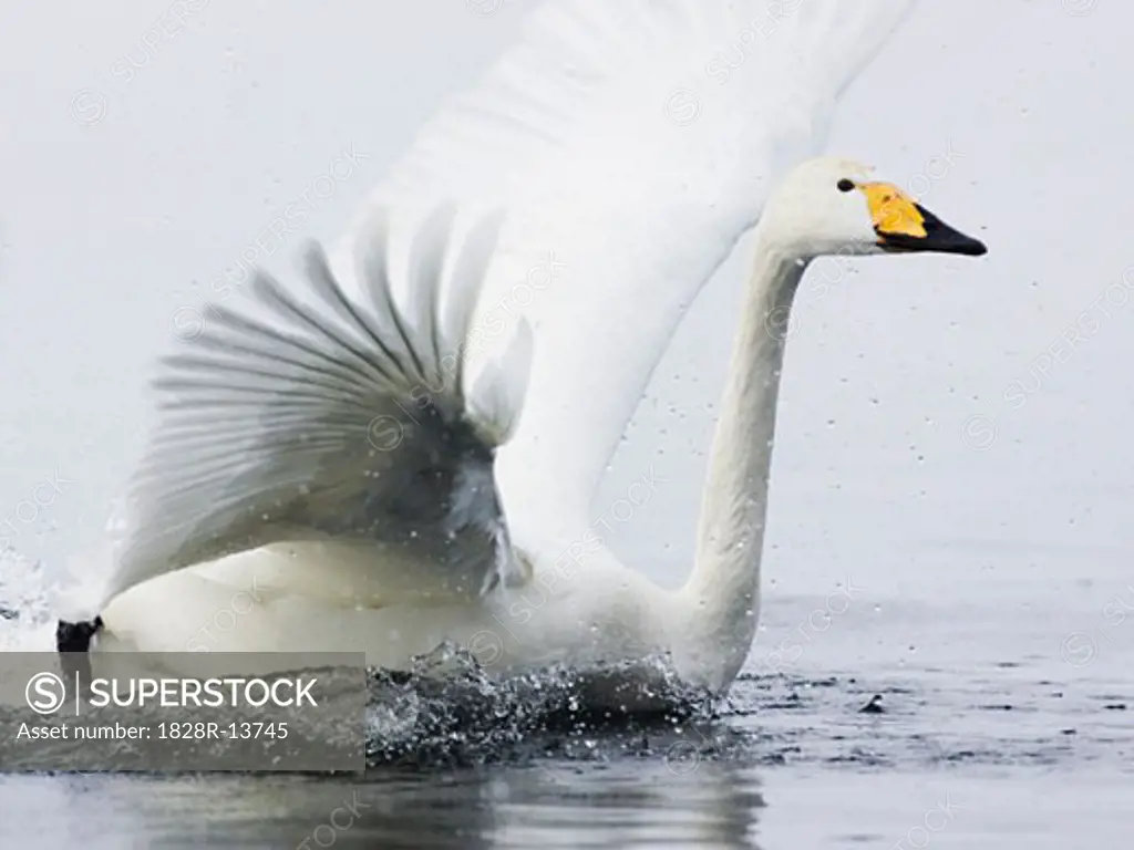 Whooper Swan Landing in Water   
