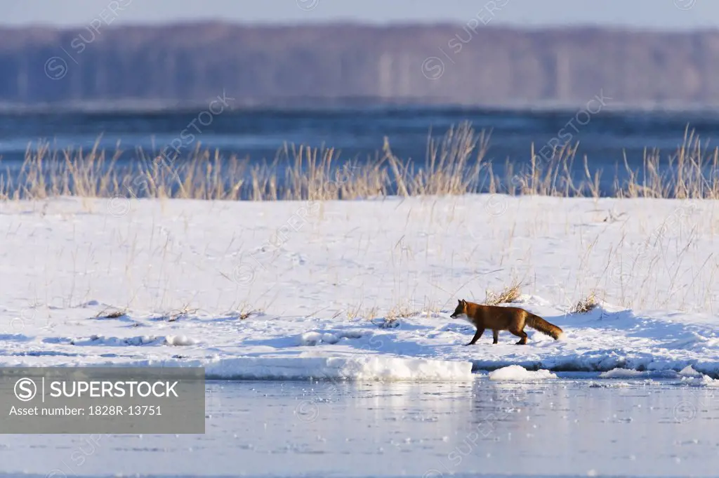 Red Fox Walking on Snow, Shiretoko Peninsula, Hokkaido, Japan   