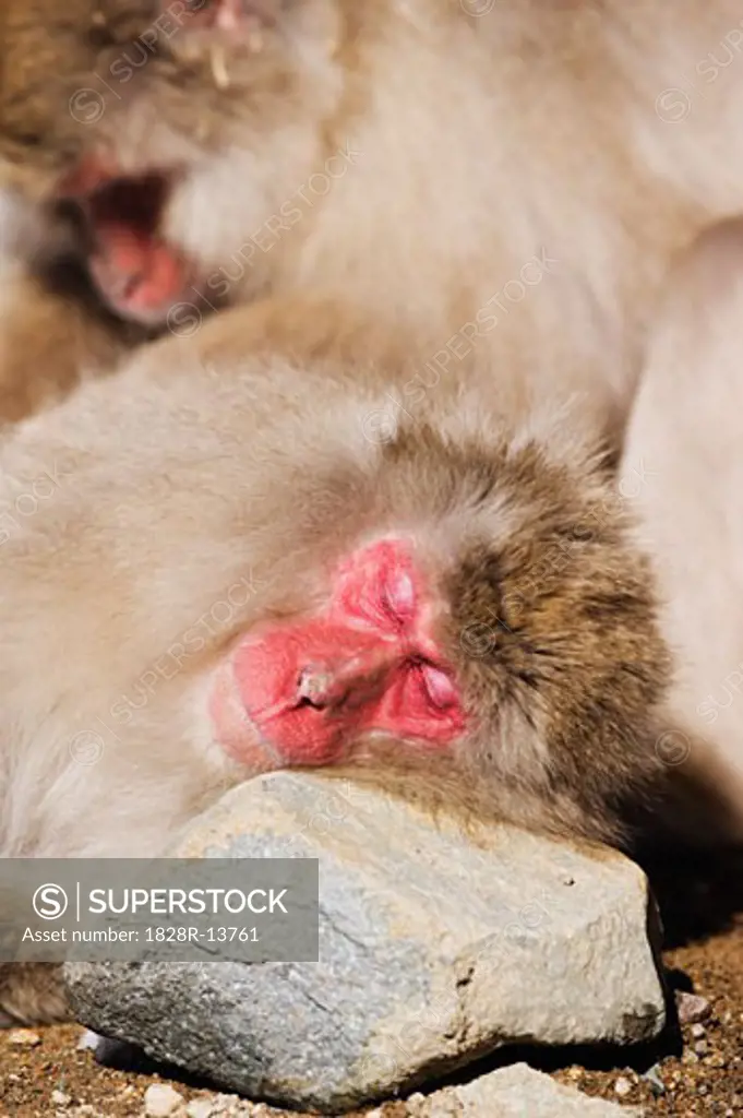 Japanese Macaque Sleeping   