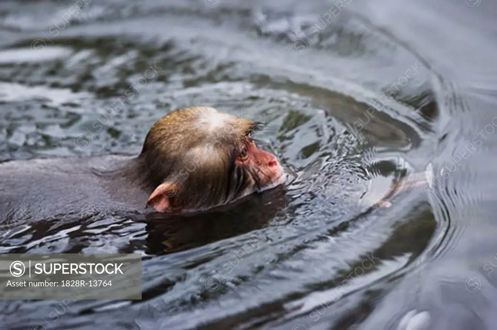 Baby Japanese Macaque Swimming   