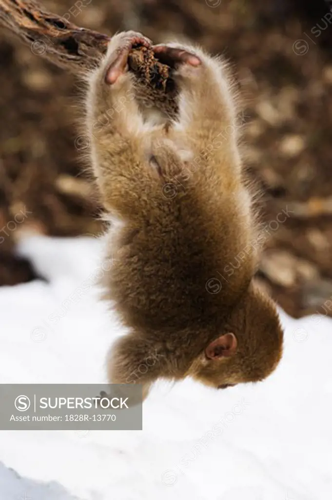Baby Japanese Macaque Swinging Upside Down From Tree   