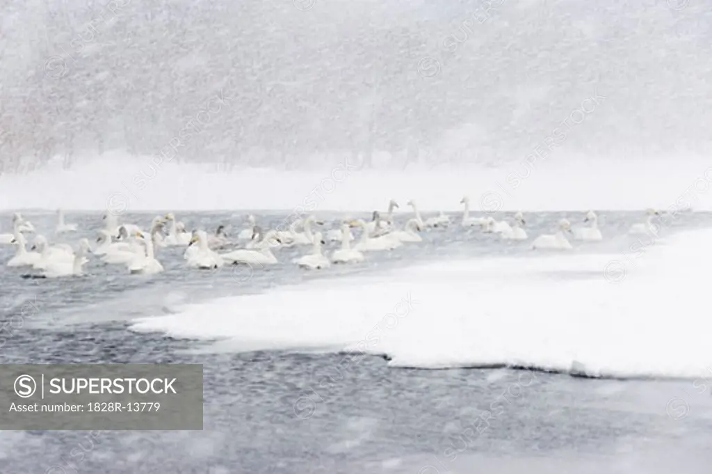 Whooper Swans in Show Storm on Lake Kussharo, Hokkaido, Japan   