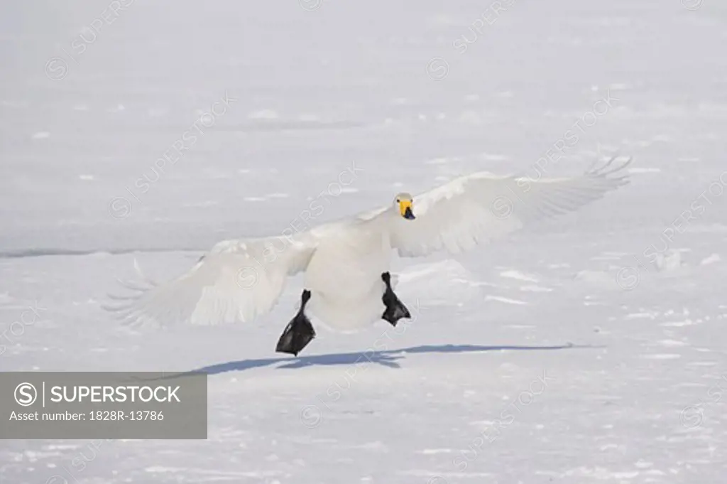 Whooper Swan Landing on Lake Kussharo, Hokkaido, Japan   