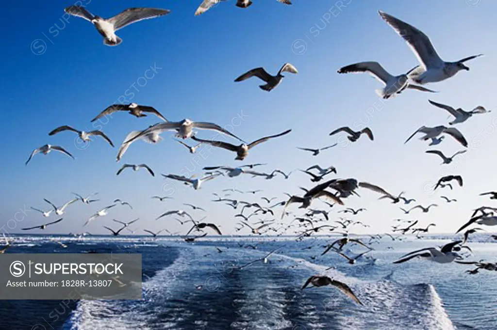 Seagulls Following Boat, Nemuro Channel, Shiretoko Peninsula, Hokkaido, Japan   