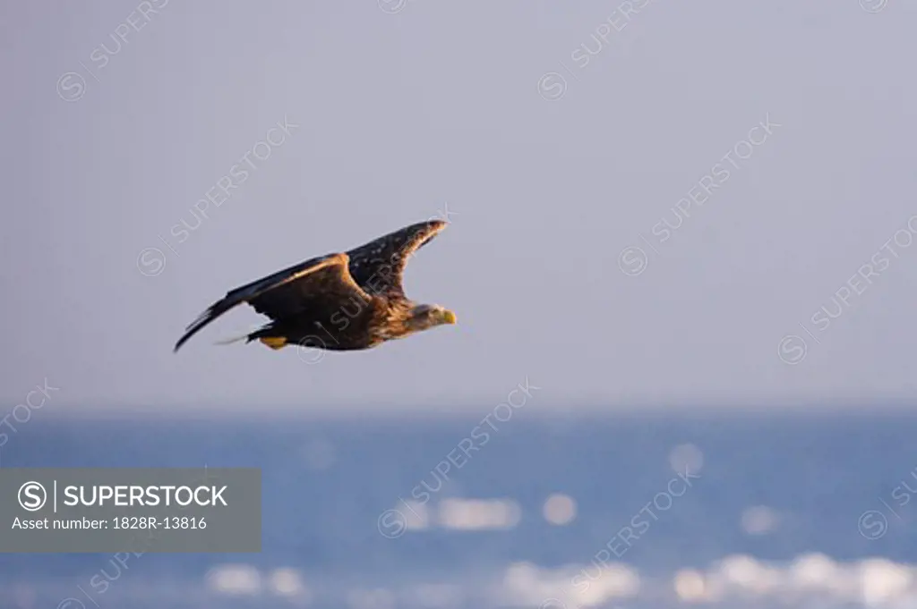 White-tailed Eagle, Nemuro Channel, Rausu, Hokkaido, Japan   