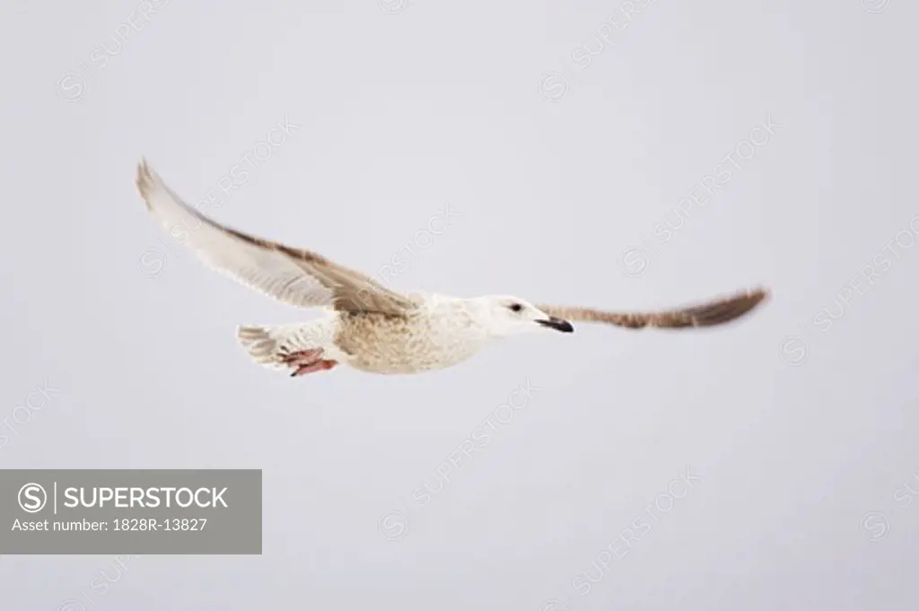 Gull in Flight, Hokkaido, Japan   