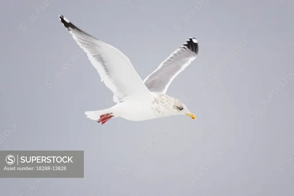 Gull in Flight, Hokkaido, Japan   