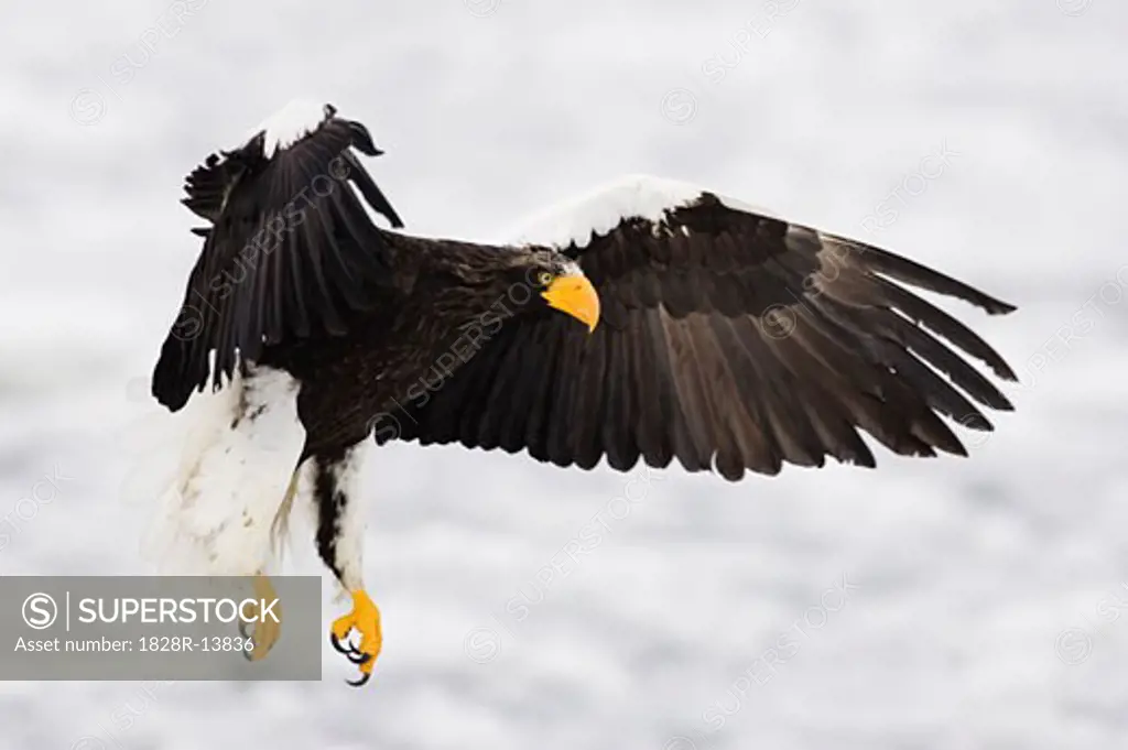 Steller's Sea Eagle in Flight, Shiretoko Peninsula, Hokkaido, Japan   