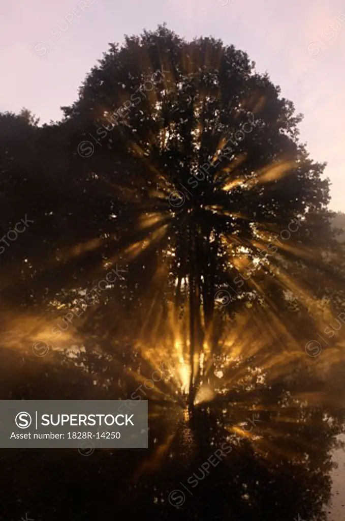 Tree and Sunrays, Bavaria, Germany   