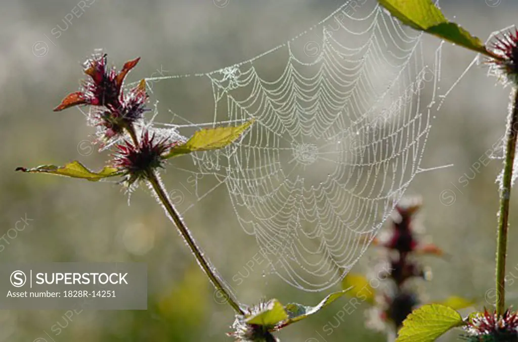 Close-Up of Spider Web   