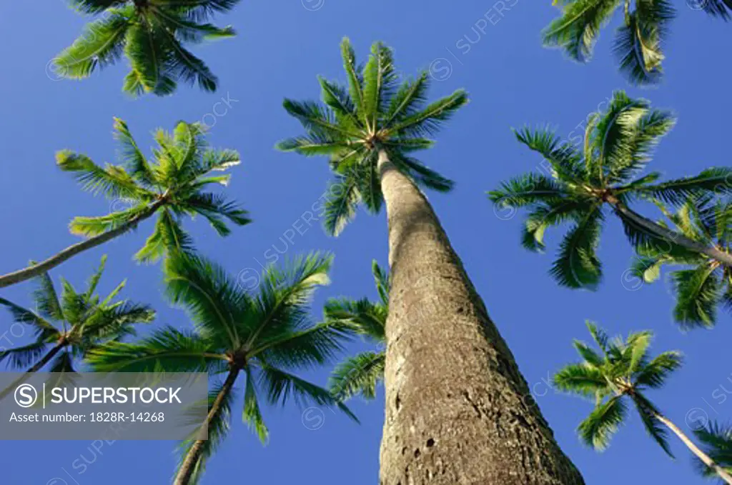 Palm Trees, Kahana Beach, Oahu, Hawaii, USA   