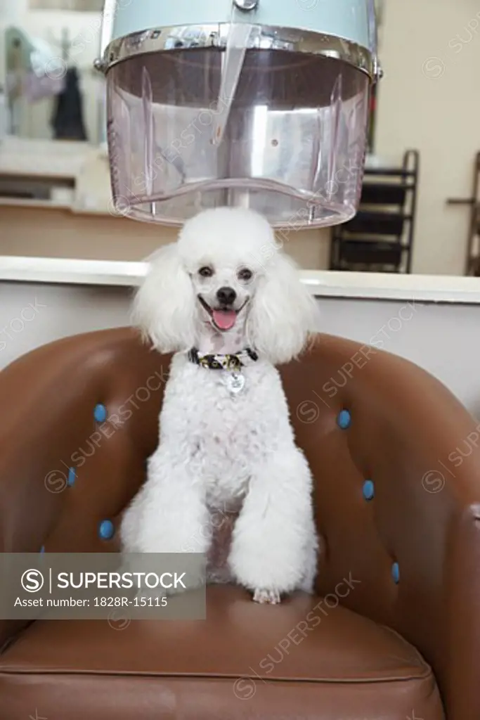 Portrait of Poodle at Hair Salon   
