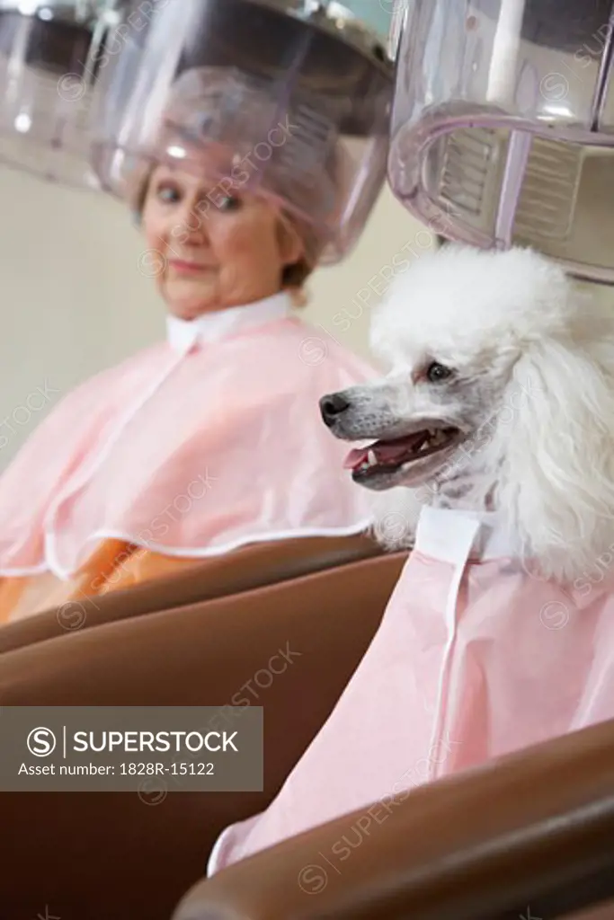 Woman and Poodle at Hair Salon   