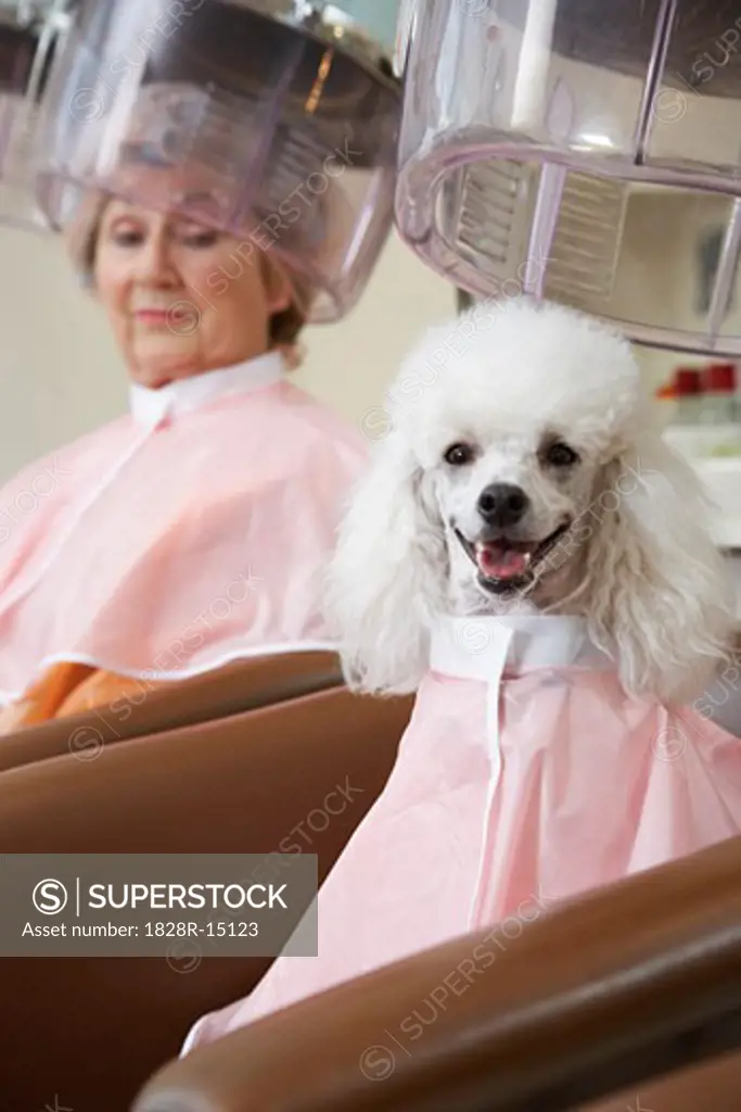 Woman and Poodle at Hair Salon   