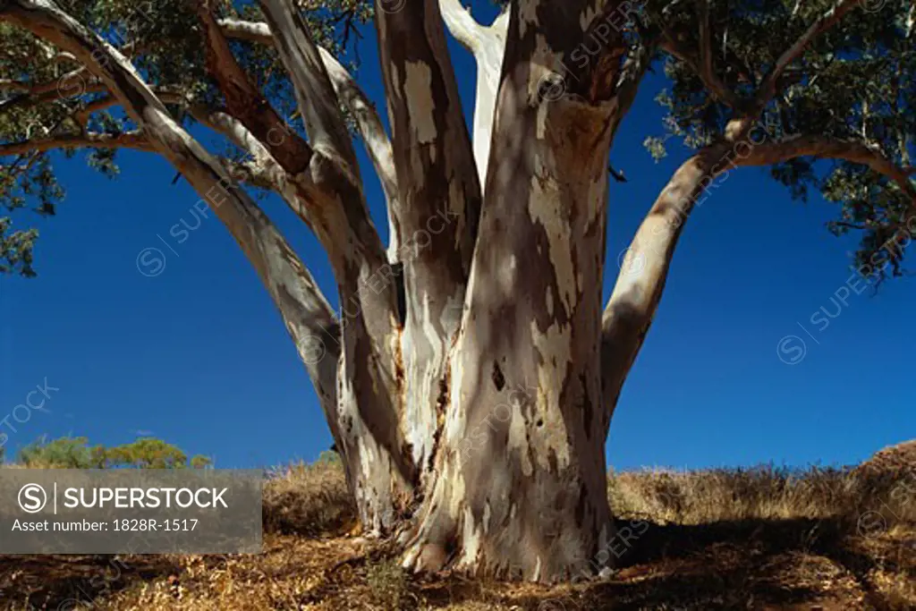 Eucalyptus Tree Flinders Ranges National Park Australia   