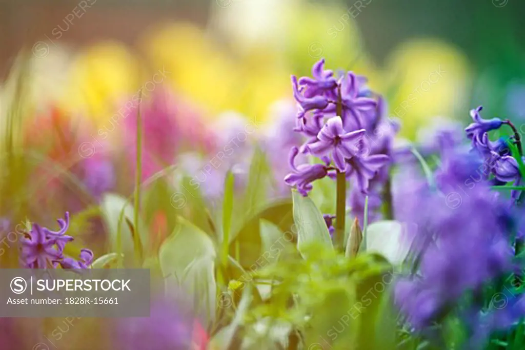 Hyacinth   