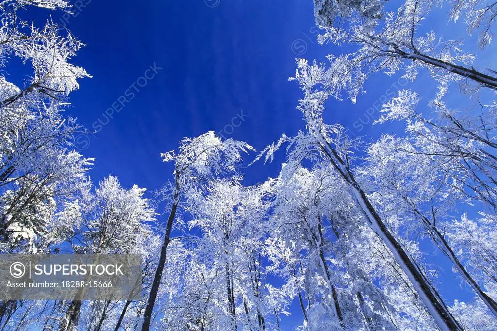 Frost on Trees, Bavaria, Germany   