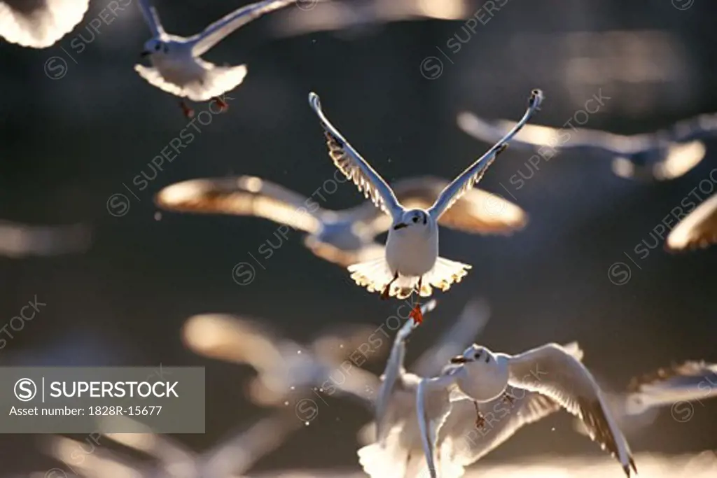 Black-Headed Gulls in Flight   
