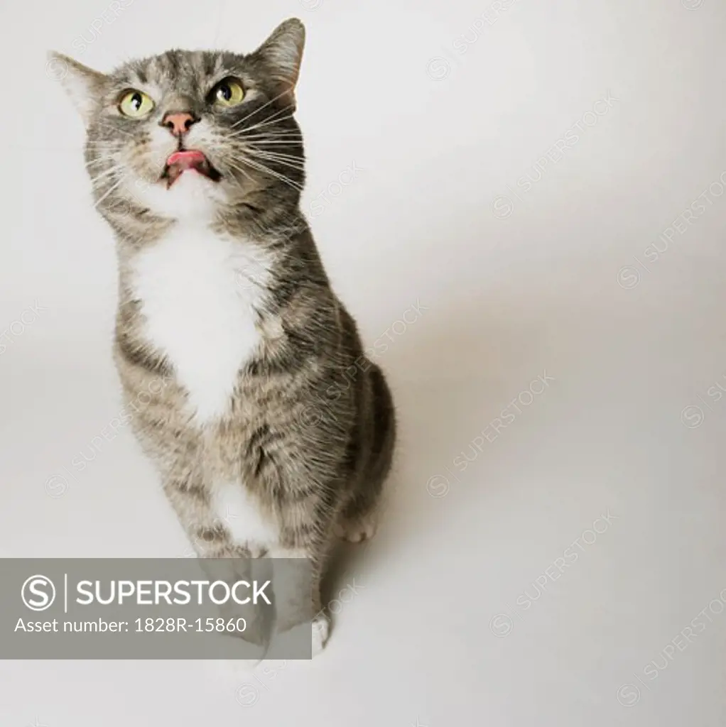 Portrait of Grey Tabby Cat   