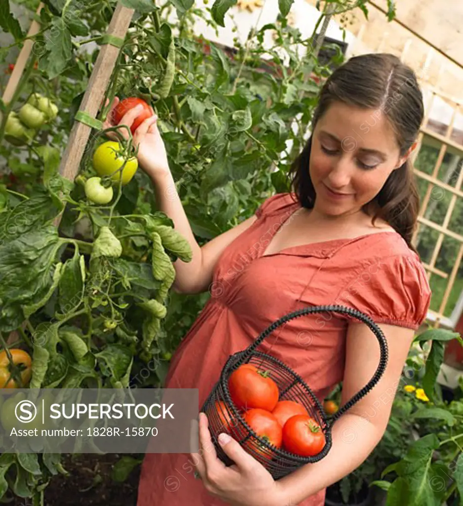 Pregnant Woman Picking Tomatoes   
