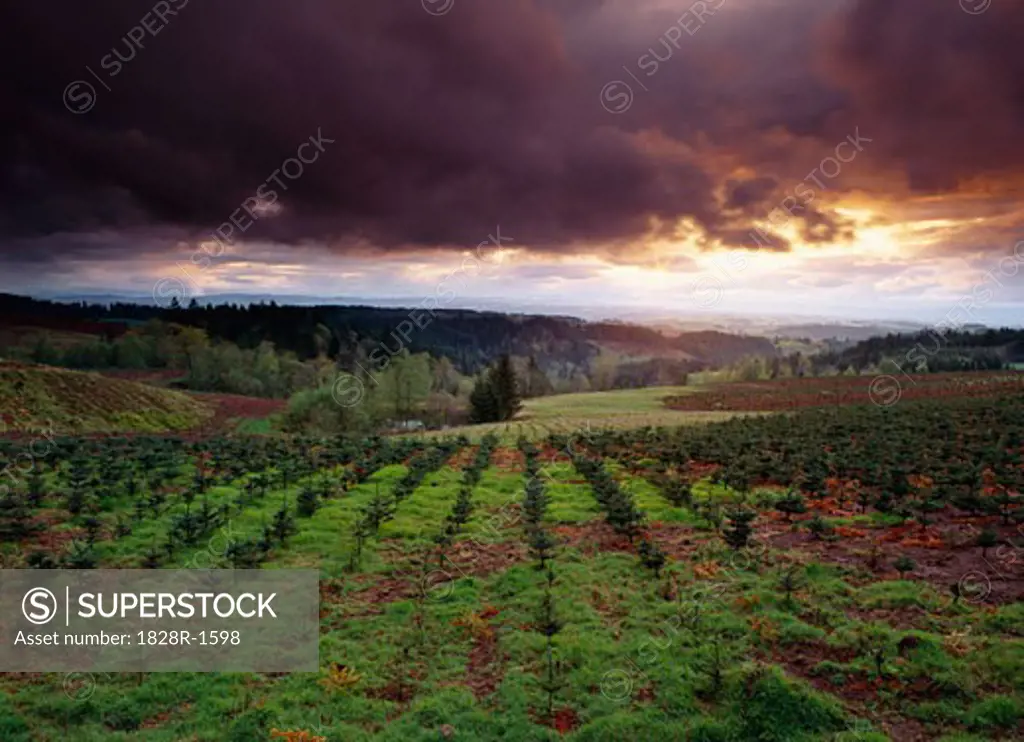 Tree Farm and Passing Storm Oregon, USA   