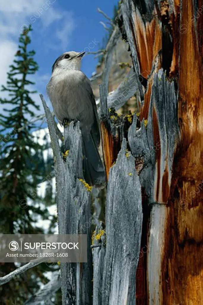 Grey Jay, British Columbia, Canada   