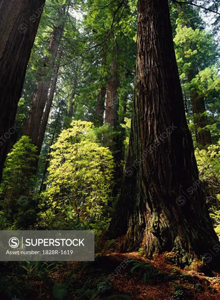 Redwood Trees, California, USA   