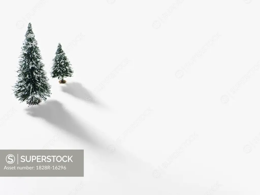 Snow Covered Fir Trees   