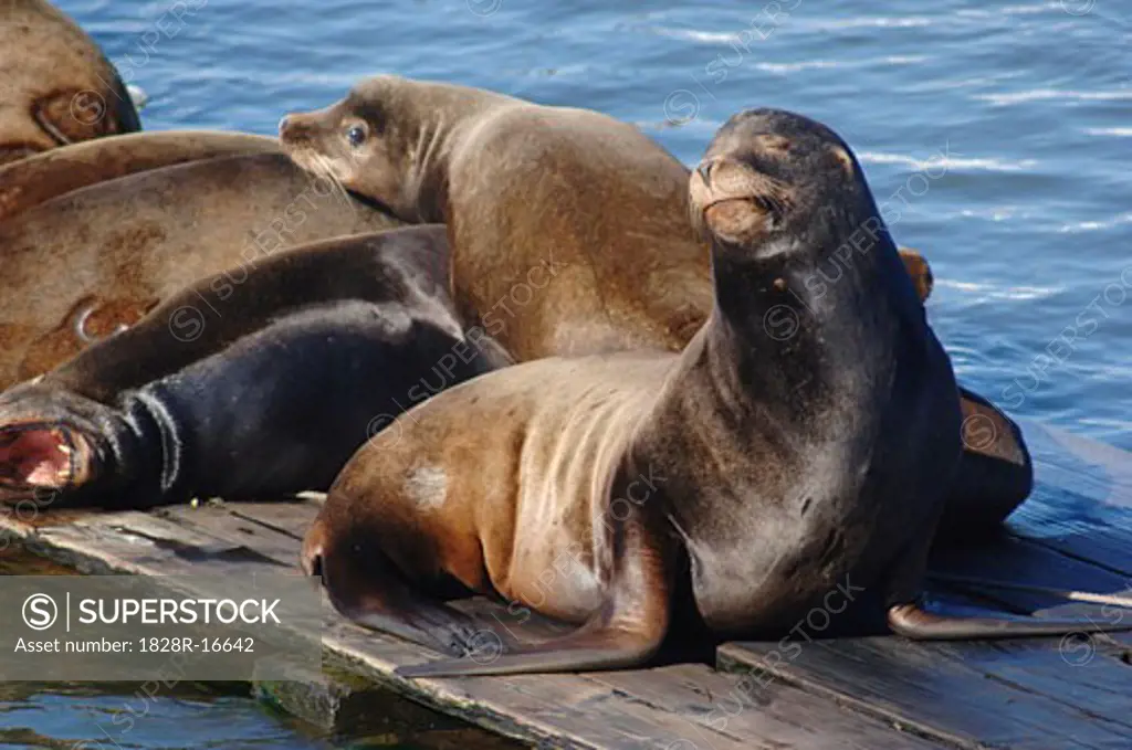 Seals Sunning Themselves   