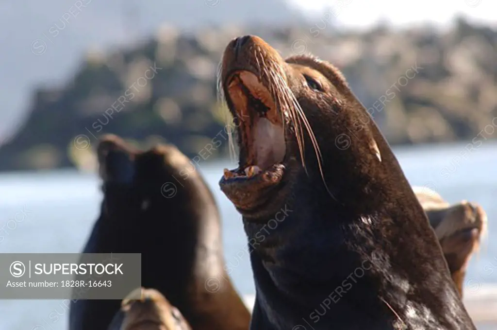 Portrait of Seals   