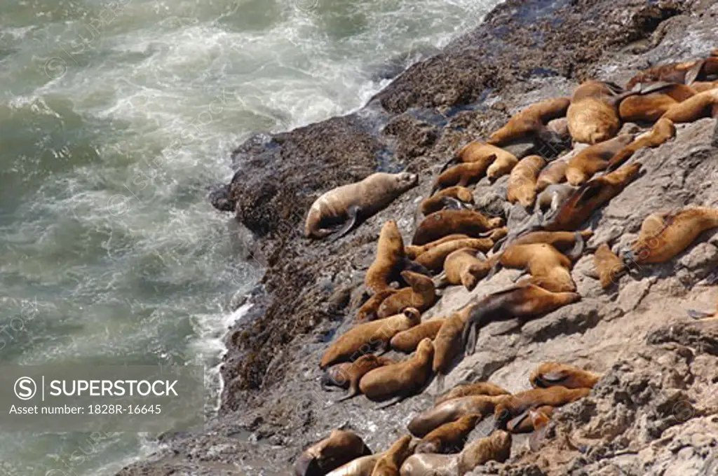 Seals on Coast, Oregon, USA   