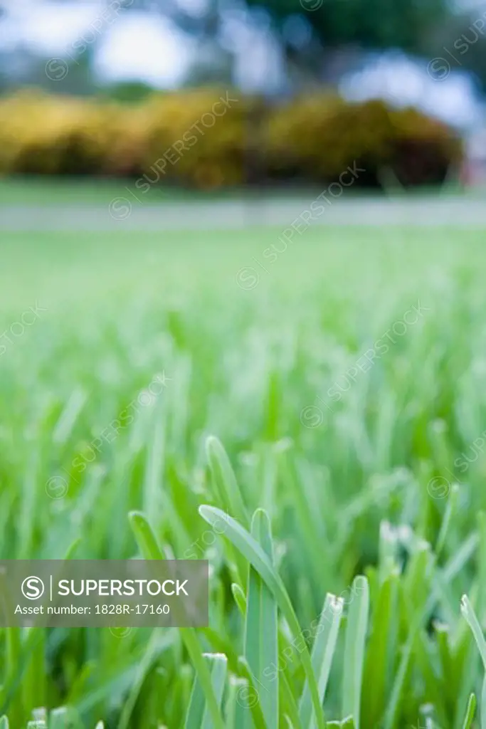 Close-Up of Grass   