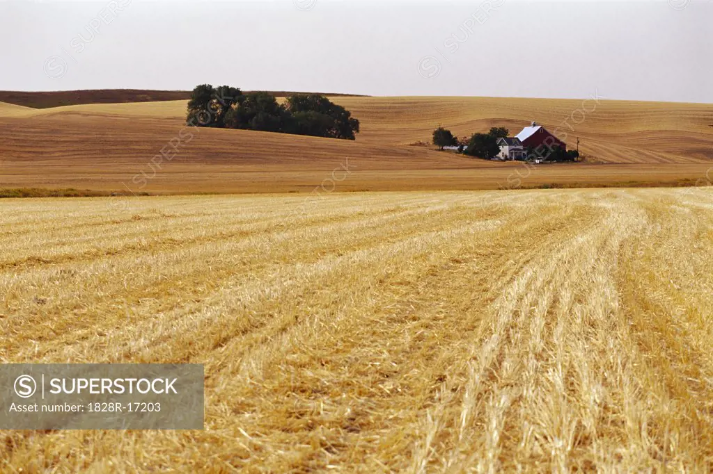 Grain Field, Washington, USA   