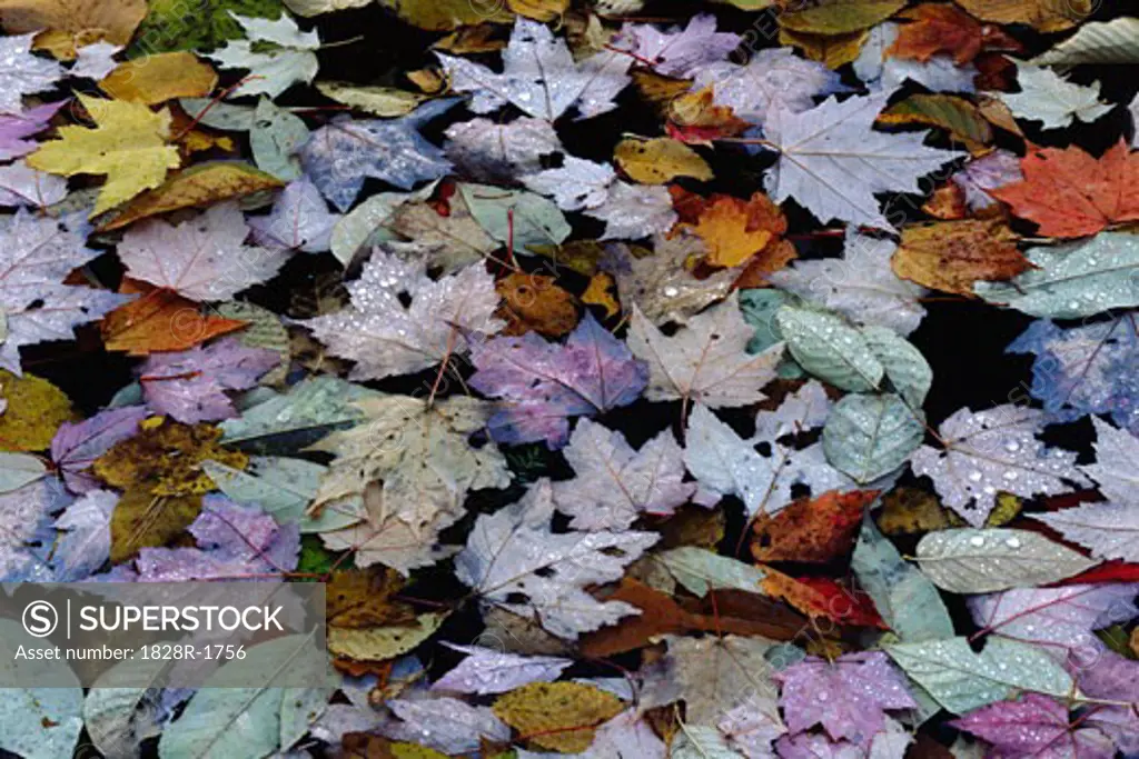 Leaves in Autumn Quebec, Canada   
