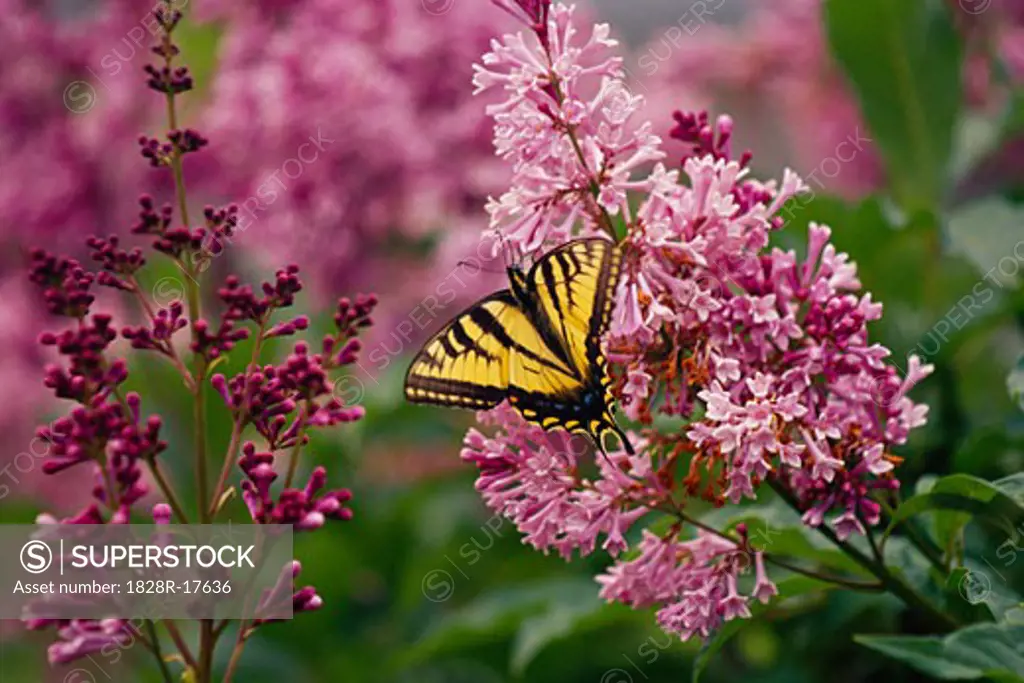 Swallowtail Butterfly on Lilac Blossom   