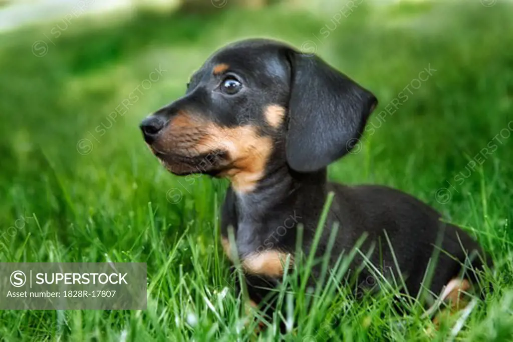 Dachshund Puppy in Grass   
