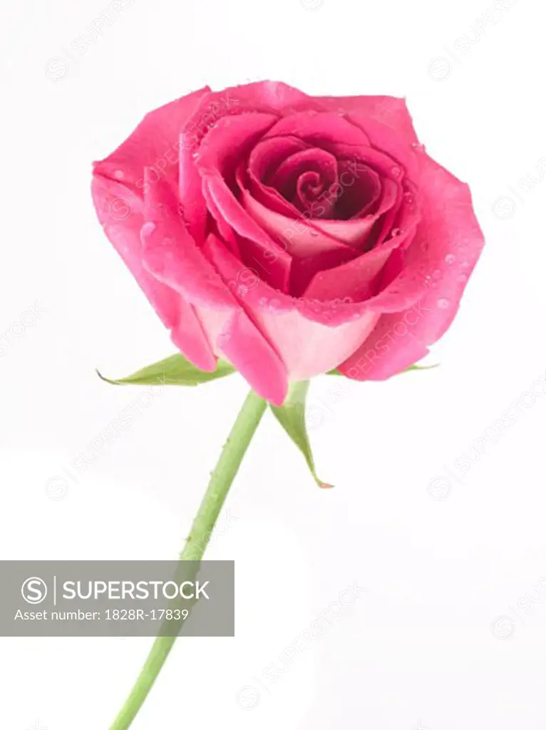 Pink Rose   