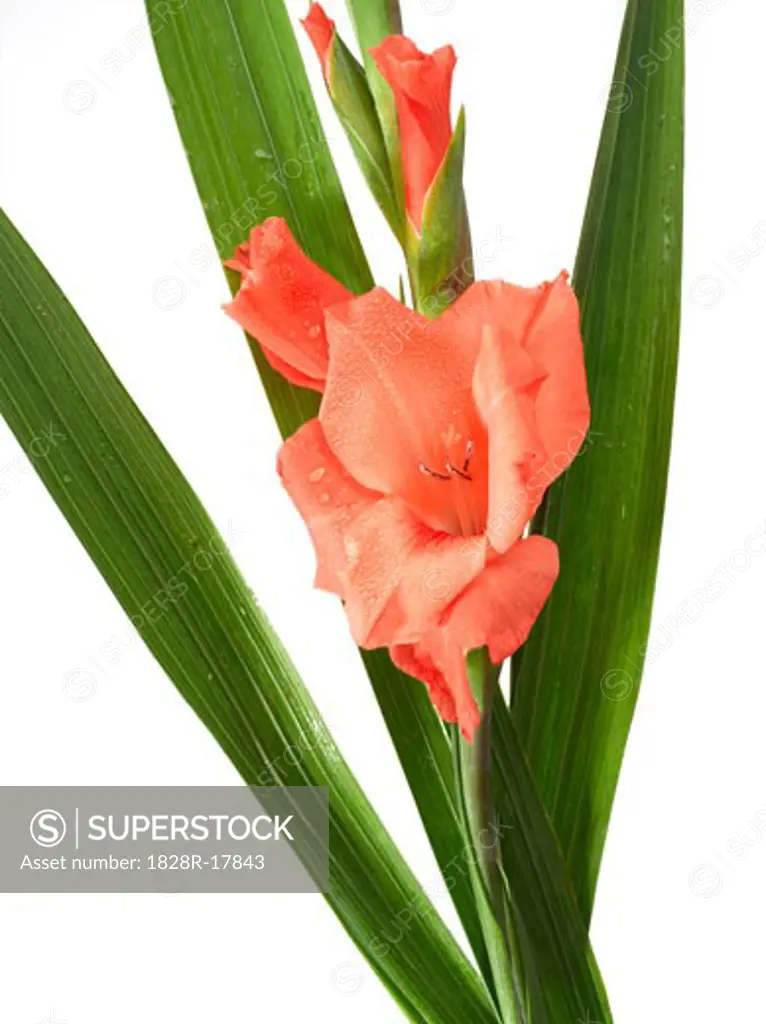 Pink Gladiolus   